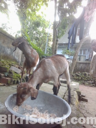 ২ টি খাসি বিক্রি করা হবে